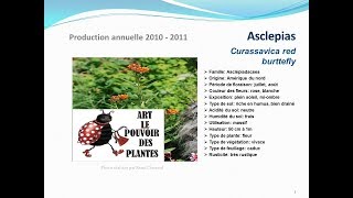 Tuto jardin Asclepias Curassavica red burttefly fiche technique plante annuelle [upl. by Somisareg]