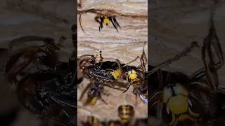 HORNETS Infesting a Basement fyp viral hornetking hornets wasp [upl. by Ettenyl138]