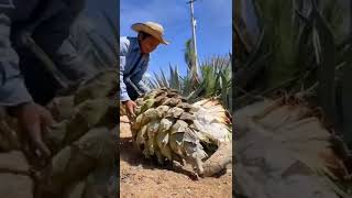 Farmers are harvesting agavetequila fyp gardener agriculture fruit technical [upl. by Altheta]