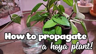 How To Propagate A Hoya  Water Propagation Method [upl. by Telrahc379]