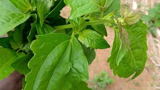 CHROMOLAENA ODORATA Leaf Tea Benefits [upl. by Leviralc]