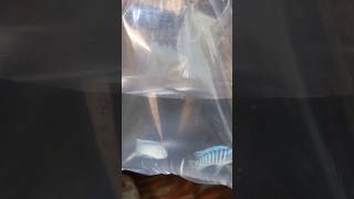 Chiclets Fish Leli fishtanktour fish mollytank petsvlog aquariumpets fishtank aquascape [upl. by Arnulfo878]