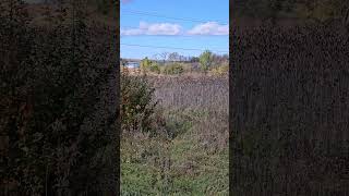 Open Field View in Martinsburg WVtga taylorsgrandadventures walkintosuccess westvirginia trip [upl. by Giacobo]