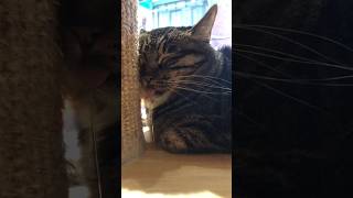 ACQUA AZZURRA uglydebby videoshortsviral shortsitalia ironia gatti [upl. by Annekcm331]