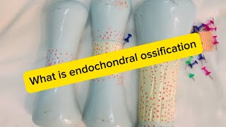 Histogenesis of Bones with Endochondral ossification in an easy method with details🦴🩻 [upl. by Clover581]