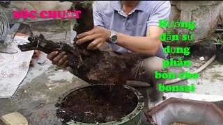 SÓC CHUỘT  Hướng dẫn sử dụng phân bón cho bonsai [upl. by Gnilyam]