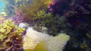 Aplysia Californica Sea Hares coupling underwater  making eggs [upl. by Naellij363]