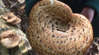 Dryads Saddle Sandwiches Polyporus squamosus [upl. by Aima]