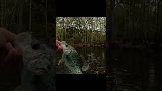 November crappie fishing [upl. by Yslehc]