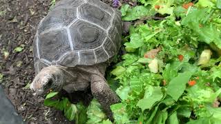 Aldabra tortoise for sale from tortoise town [upl. by Noraf567]