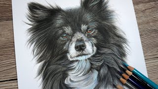 How To Draw Realistic Black Fur  Polychromos Colour Pencil Tutorial [upl. by Eenrahc]