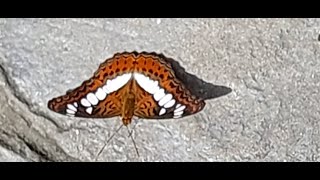 Thailand Butterflies Chanthaburi Gulf of Thailand [upl. by Emeric]