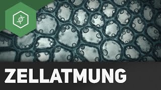 Zellatmung  wie funktionierts  BASIC [upl. by Eeliab367]