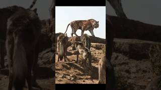 Wolf क्यों इतने खतरनाक होते हैं 🤔🤯By info fact News [upl. by Akimik915]