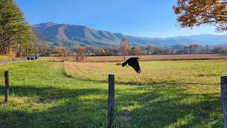 Cades Cove Tennessee [upl. by Elleuqar487]