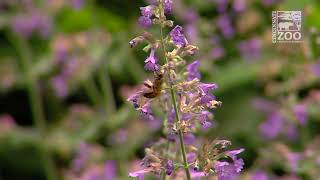 How to Plant a Pollinator Garden  Cincinnati Zoo [upl. by Ecnarwal64]