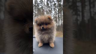 Pomeranianife puppy pomeranian shots [upl. by Annoed]