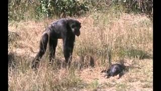 Chimpanzee mother learns about her dead infant [upl. by Loralee717]