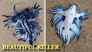 Blue Dragon quotMost Beautiful Killer In The Oceanquot Washed Up On South Africa Beach [upl. by Nytsirt55]