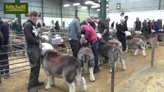 Cockermouth Herdwick Tup Sale [upl. by Zakaria895]