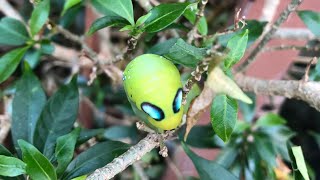 Caterpillar Eating Leaves  Caterpillar Mukbang  Shorts [upl. by Maxima539]