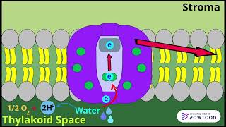 Photosynthesis Light Dependent Reaction [upl. by Ssitruc]