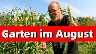 Garten im August  von Kohl Mais Saatgut leckerem Salat zum Grillen und einer Zeitreise [upl. by Rodmann]