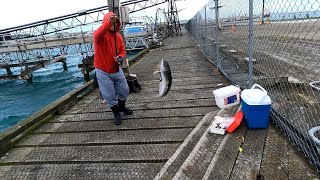 Fishing  Bluff HarbourCatch amp cook fishing dayoff [upl. by Hajidahk609]