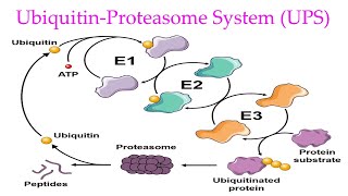 Ubiquitin Proteasome System Explained Ubiquitin Proteasome Pathway in eukaryotes [upl. by Ennoid]