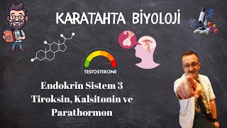 Hormonlar 3 Tiroksin kalsitonin ve Parathormon [upl. by Rossy]