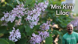 Miss Kim Lilac  Syringa pubescens subsp patula Miss Kim [upl. by Saval]