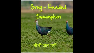 GreyHeaded Swamphen ll नीली जल मुर्गी ll Indian Purple Moorhen [upl. by Joceline529]