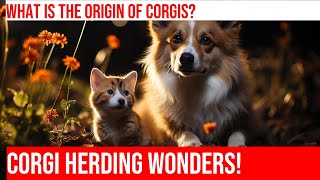 Pembroke Welsh Corgis A History of Herding Cattle [upl. by Darrelle39]