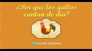 ¿Por qué los gallos cantan de día [upl. by Gisele319]