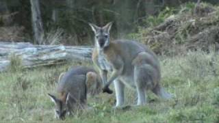 Australian Wildlife Wallabies courting [upl. by Andra]