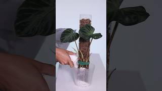 Philodendron Verrucosum on Moss Pole plantcare houseplants plants [upl. by Lede]