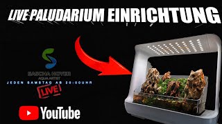 Paludarium Einrichtungs Livestream  Stream highlights [upl. by Alliw178]