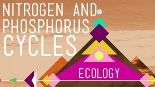 Nitrogen amp Phosphorus Cycles Always Recycle Part 2  Crash Course Ecology 9 [upl. by Yhtuv458]