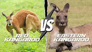 RED KANGAROO vs Eastern Grey The SURVIVAL Showdown [upl. by Imeon]