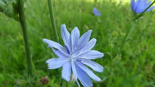 How to Identify Chicory [upl. by Aicillyhp67]