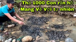 Cuộc Gọi Khẩn Cấp Của Người Dân Phát Hiện Rắn Hổ Mang Chúa Khổng Lồ Tấn Công Suýt Mất Mạng [upl. by Hearn]