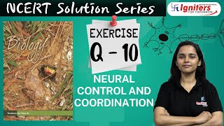 Exercise Q 10  Neural Control and Coordination  Class 11  NCERT Solution Series  BIOLOGY [upl. by Latsyrd295]