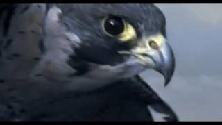 Peregrine Falcon Sky Dive  Inside the Perfect Predator  BBC [upl. by Aun]