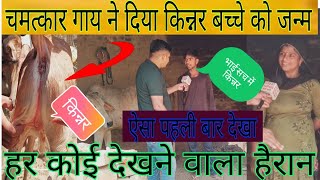 पहली बार चमत्कार गाय ने किन्नर बच्चे को जन्म दिया देखने वाले सभी हैरान 😱 [upl. by Barrow]