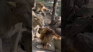 Lion safari ytshorts ❤️lion wildlife [upl. by Hearn]