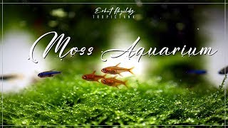 Planted Aquarium  Moss Aquascape [upl. by Wait]