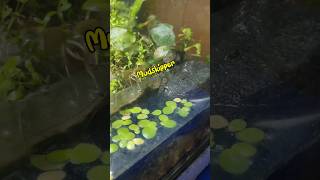 How I Got a Mudskipper Fish [upl. by Cl]