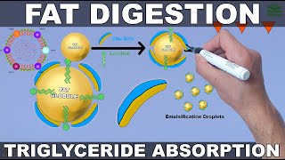 Fat Digestion and Absorption  Triglycerides [upl. by Gariepy580]