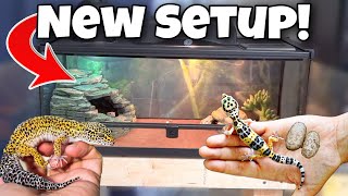 My Leopard Geckos NEW Cage Setup [upl. by Comptom]