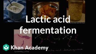 Lactic acid fermentation  Cellular respiration  Biology  Khan Academy [upl. by Somar]